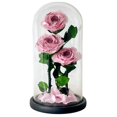 Blush Roses - Flower - Preserved Flowers & Fresh Flower Florist Gift Store