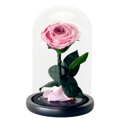 Single Blush Rose - Flower - Preserved Flowers & Fresh Flower Florist Gift Store