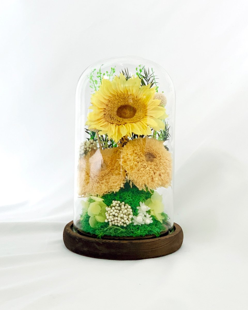 Sunflower Dome - Sunni Trio - Large Dome with box - Flower - Preserved Flowers & Fresh Flower Florist Gift Store